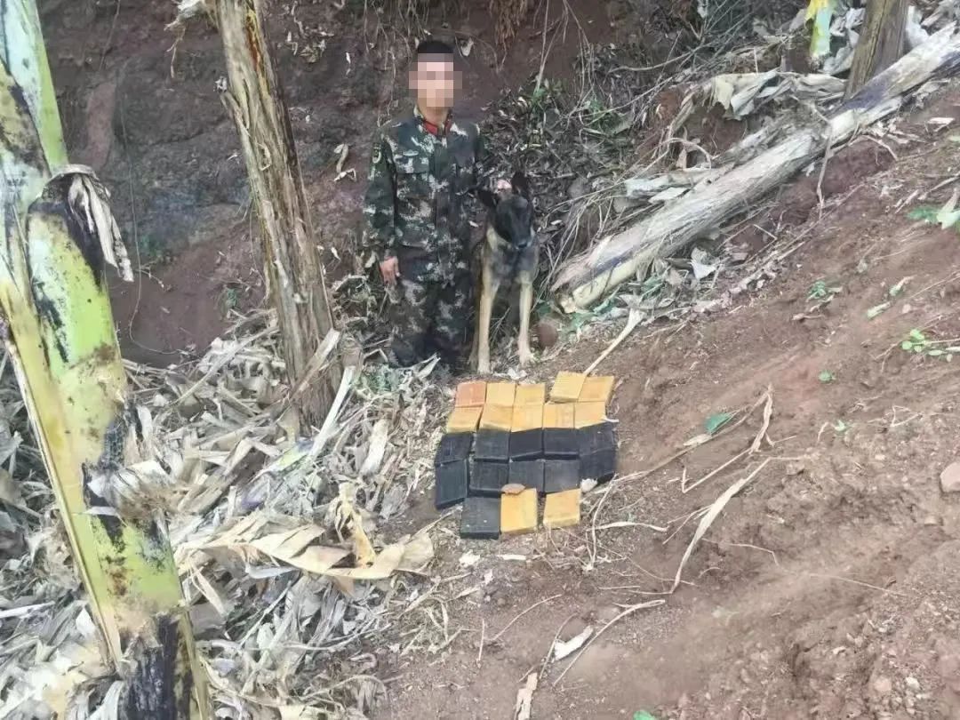 向无言的英雄致敬！功勋犬“极君星”离世，生前参与缴毒超80公斤