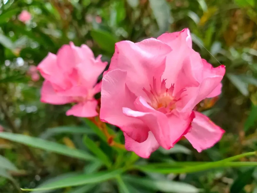 这些花在广东的路边很常见，有毒、别碰