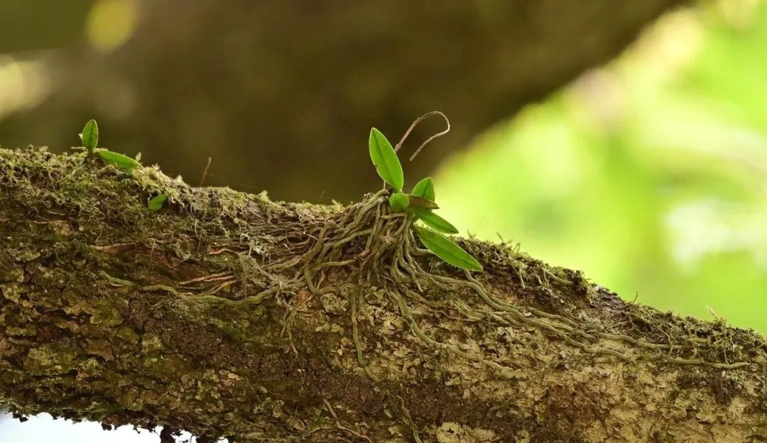 在陕西,再次被发现→ 在陕西,再次被发现→