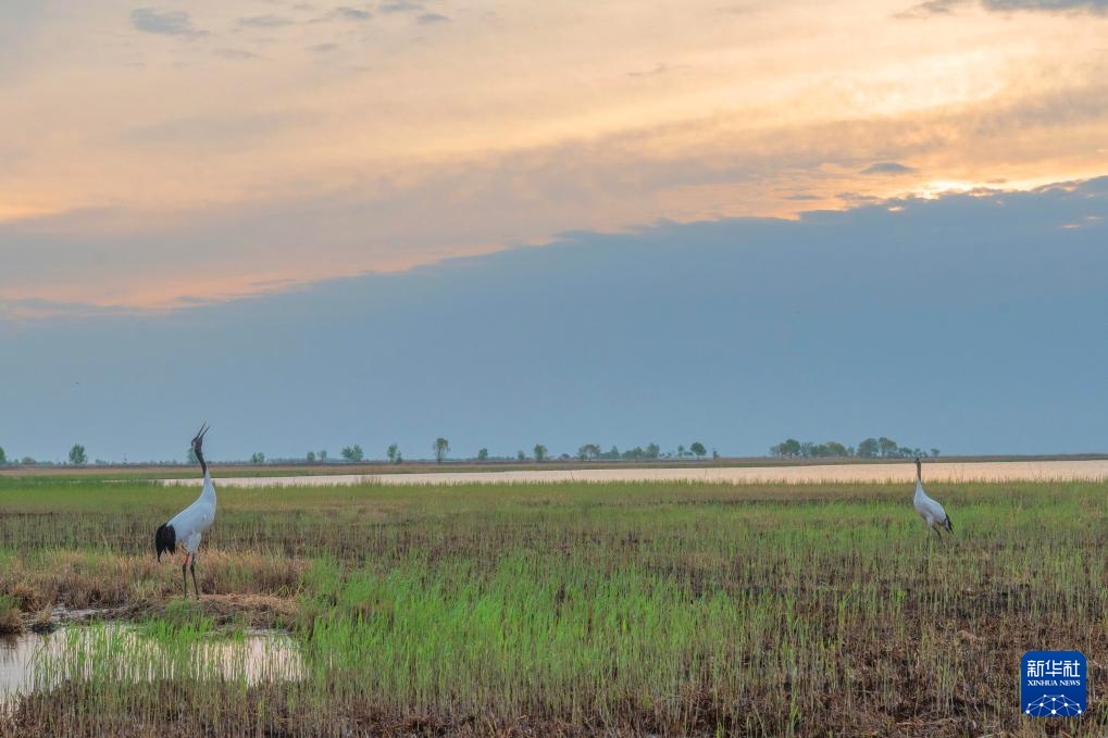 扎龙国家级自然保护区人工散养丹顶鹤“添丁进口”