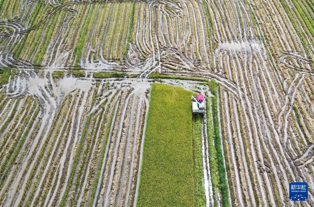 早稻迎夏收