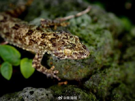 时隔百余年 海南发现壁虎属新物种 时隔百余年 海南发现壁虎属新物种