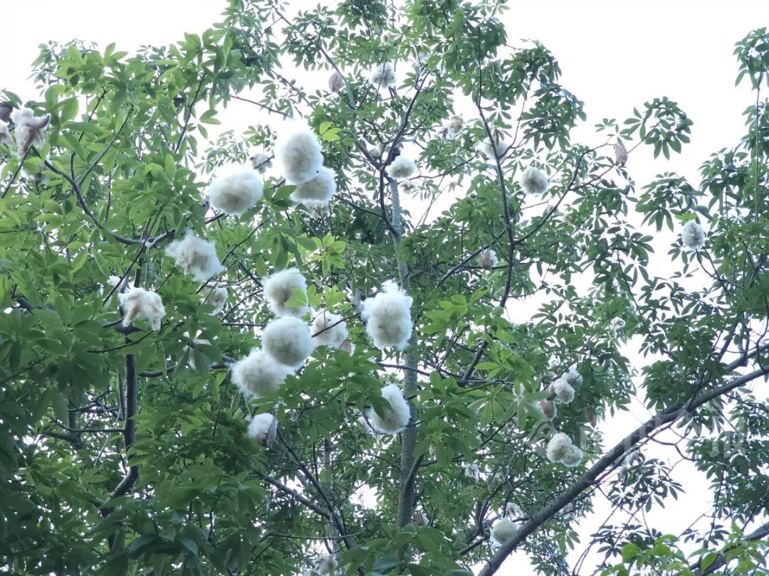 近期高发!柳州街头密密出现,不要捡! 近期高发!柳州街头密密出现,不要捡!
