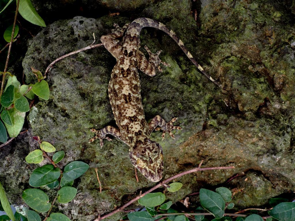 时隔百余年 海南发现壁虎属新物种