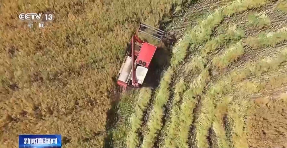 机械化收割、“一喷三防”全覆盖 为夏粮丰收保驾护航