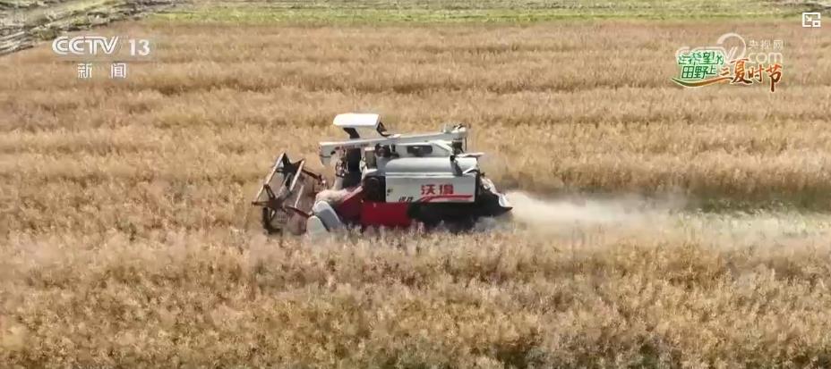 “智慧种地”提质增效助力夏粮丰产丰收 科技赋能绘就现代农业新图景