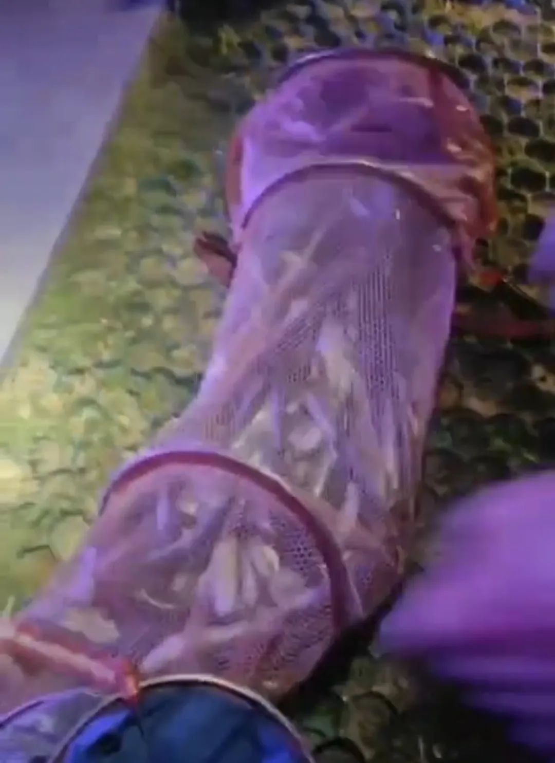 用网,用麻袋…北京亮马河增殖放流,成了这些人“狂欢”? 用网,用麻袋…北京亮马河增殖放流,成了这些人“狂欢”?