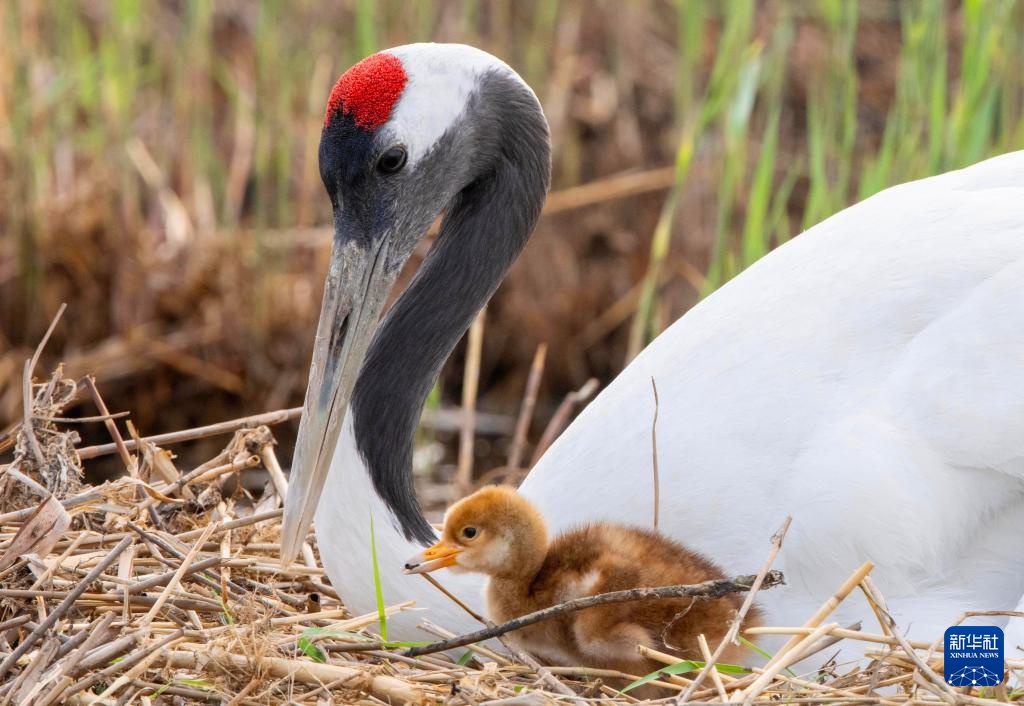 扎龙国家级自然保护区人工散养丹顶鹤“添丁进口”