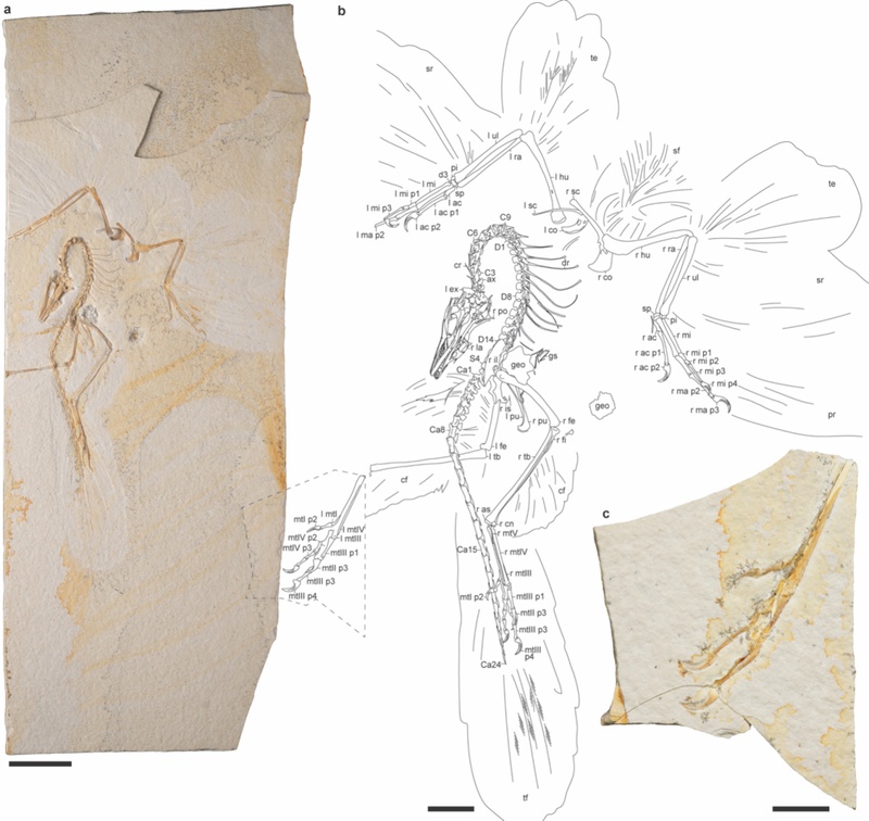 一件始祖鸟新标本，提供了关键证据！