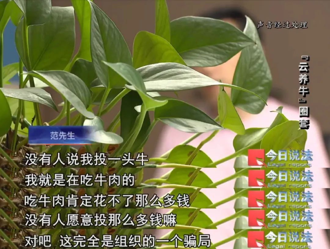 上百万元理财款竟变成牛肉，明明当初是投资的“云养牛”项目