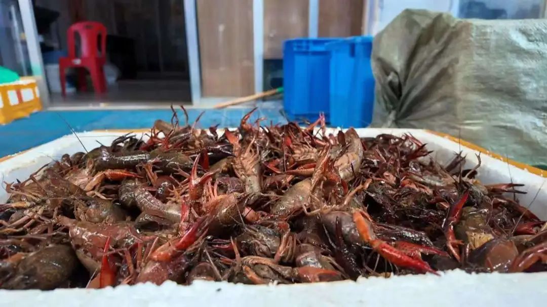 小龙虾价格暴跌近50%!还会再降 小龙虾价格暴跌近50%!还会再降