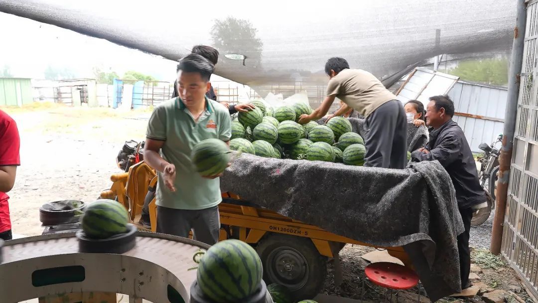 河南90后验瓜师每天拍瓜上万次，日入1600元