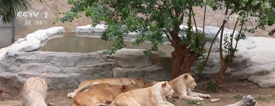 “动物园+”延长产业链撬动消费新活力 花式揽客、限定美景“破圈”圈粉