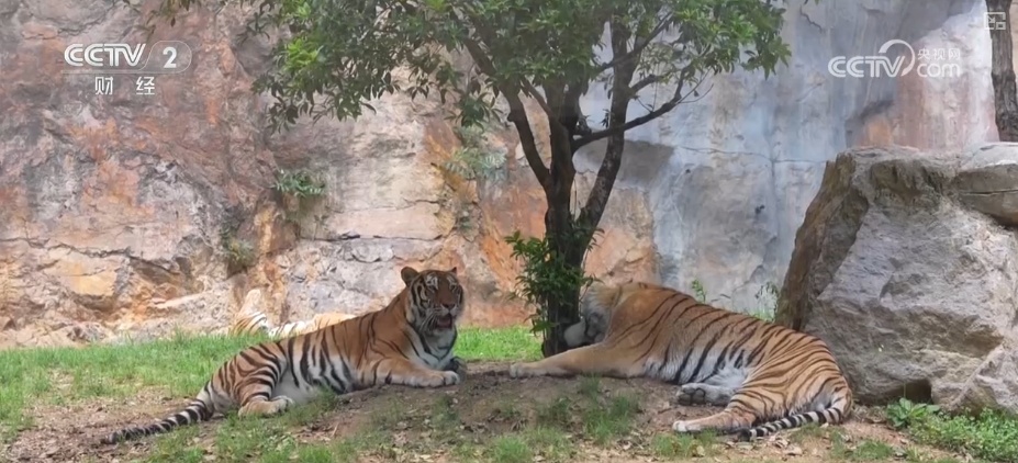 “动物园+”延长产业链撬动消费新活力 花式揽客、限定美景“破圈”圈粉