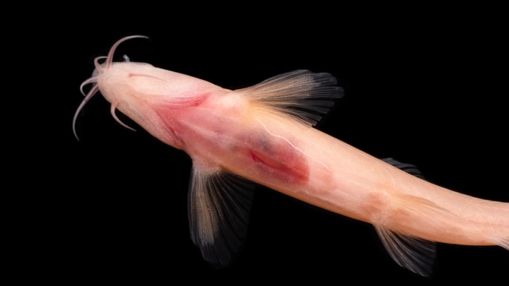 时隔47年!它再次现身 时隔47年!它再次现身