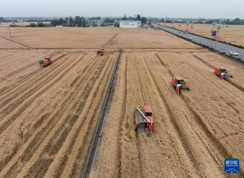 平均亩产592.6公斤!四川广汉市小麦获丰收 平均亩产592.6公斤!四川广汉市小麦获丰收