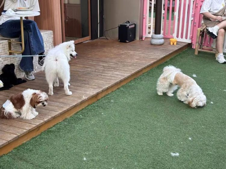 “先停狗再干饭!”武汉多个商铺现“停狗位”,商家称为吸引宠主,但有宠主表示担心 “先停狗再干饭!”武汉多个商铺现“停狗位”,商家称为吸引宠主,但有宠主表示担心