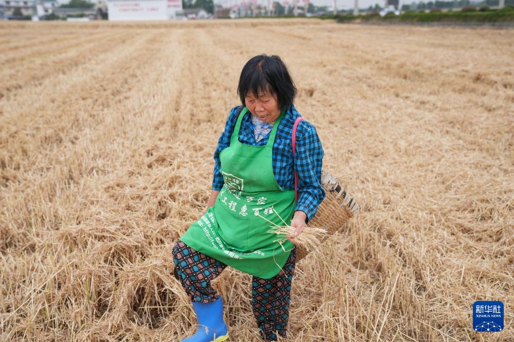 平均亩产592.6公斤!四川广汉市小麦获丰收 平均亩产592.6公斤!四川广汉市小麦获丰收