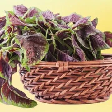 钙含量比牛奶还高！你家餐桌上的“长寿菜”，补钙、护血管、清热祛湿～夏天推荐你多吃