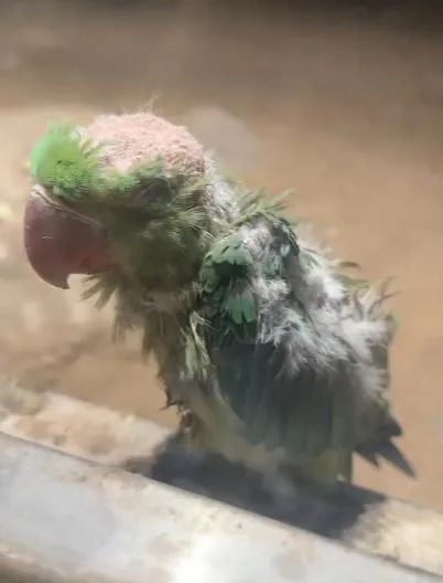 小鹦鹉被欺负到“秃顶”致抑郁？官方回应：系自然行为，已离世