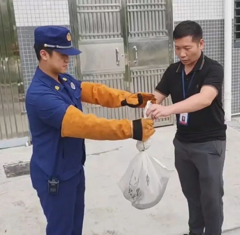 2米大蛇钻进电动车！近期多地频现“蛇出没”，消防提醒