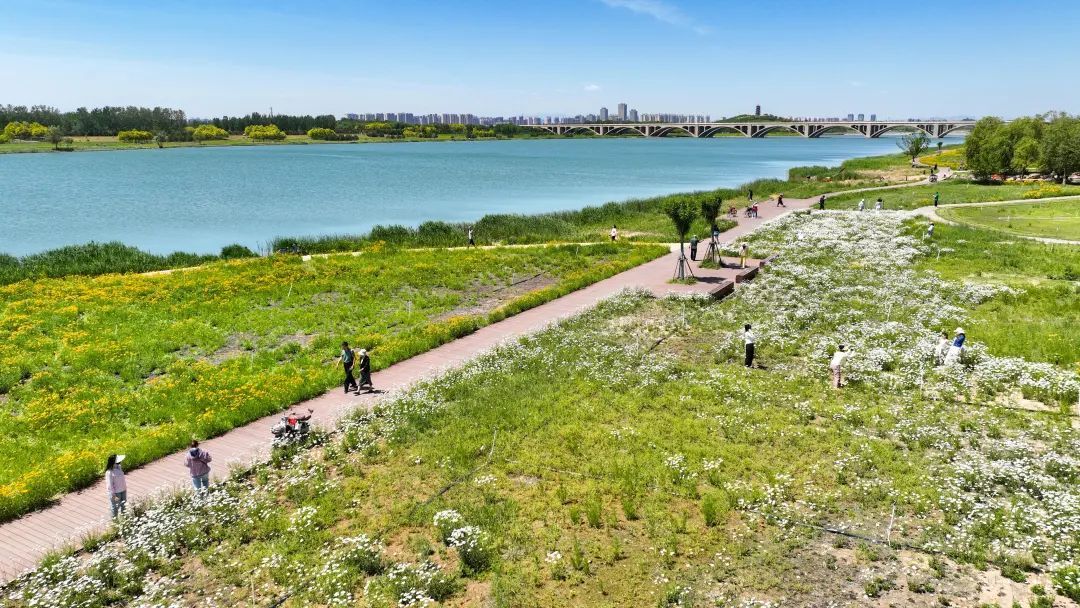 哇!滹沱河美的不像话,像画! 哇!滹沱河美的不像话,像画!