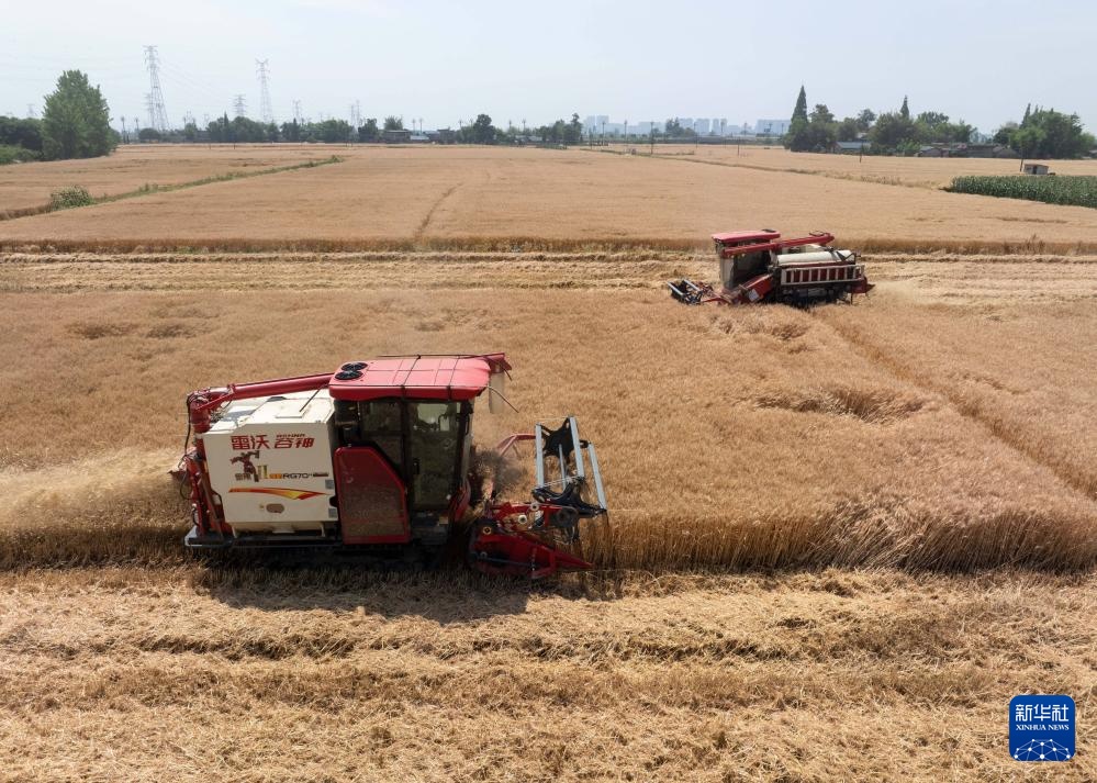 平均亩产592.6公斤!四川广汉市小麦获丰收 平均亩产592.6公斤!四川广汉市小麦获丰收