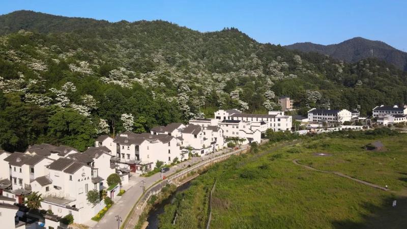 江西景德镇:三宝陶源谷“花雪飘飞” 木油桐花海迎来观赏期 江西景德镇:三宝陶源谷“花雪飘飞” 木油桐花海迎来观赏期