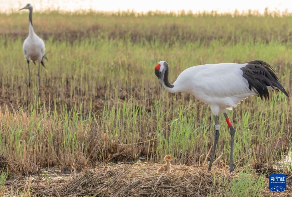 扎龙国家级自然保护区人工散养丹顶鹤“添丁进口”