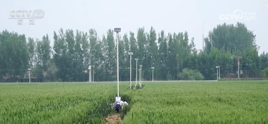 “智慧种地”提质增效助力夏粮丰产丰收 科技赋能绘就现代农业新图景