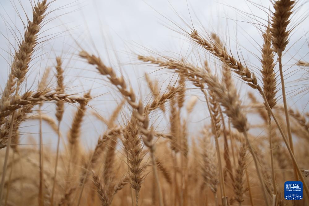 平均亩产592.6公斤!四川广汉市小麦获丰收 平均亩产592.6公斤!四川广汉市小麦获丰收