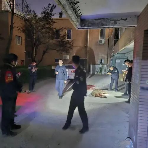 事发辽宁丹东，小区楼下被打死！