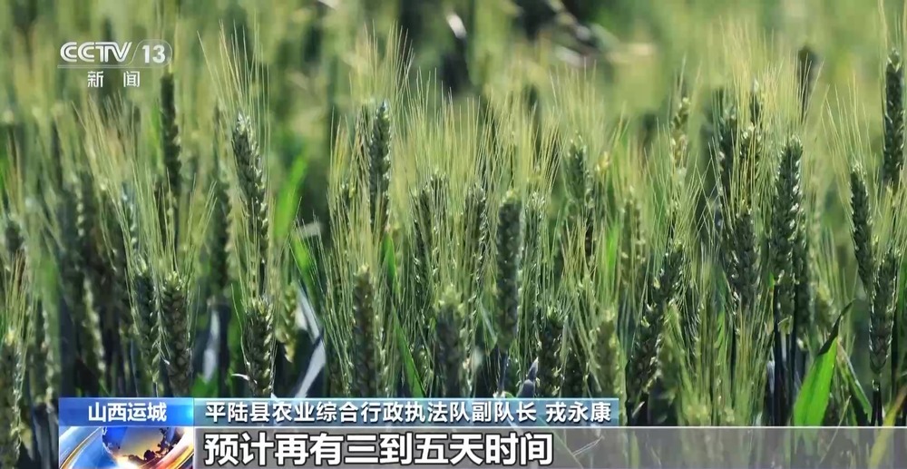 机械化收割、“一喷三防”全覆盖 为夏粮丰收保驾护航