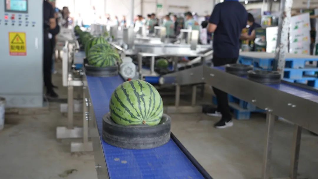 河南90后验瓜师每天拍瓜上万次，日入1600元