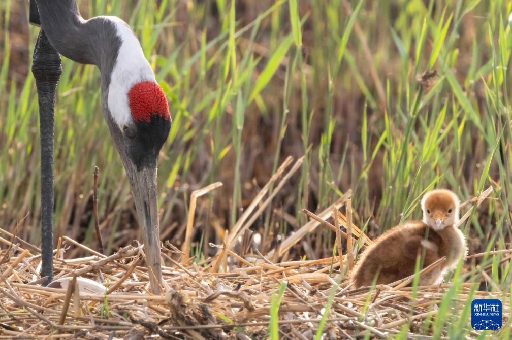 扎龙国家级自然保护区人工散养丹顶鹤“添丁进口”