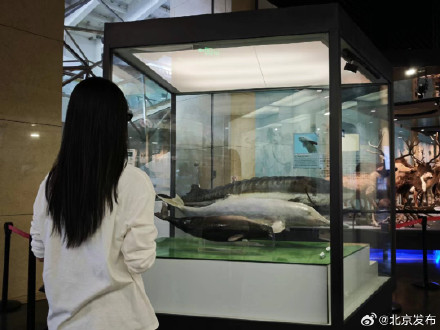 国家动物博物馆本周六日可半价参观，部分人群还可免票
