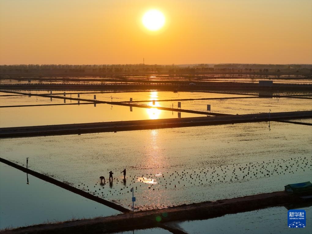 黑龙江富锦：“镜”中插秧