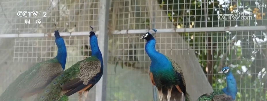 尝“鲜”经济带火旅游消费 激活吃、住、游、购、娱综合消费新动能