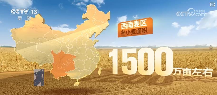 “大国粮仓”丰收在望：冬小麦主产区“黄金收割季”开启