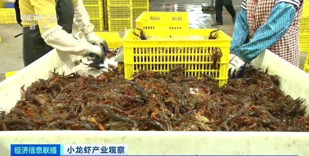 小龙虾价格暴跌近50%!还会再降 小龙虾价格暴跌近50%!还会再降