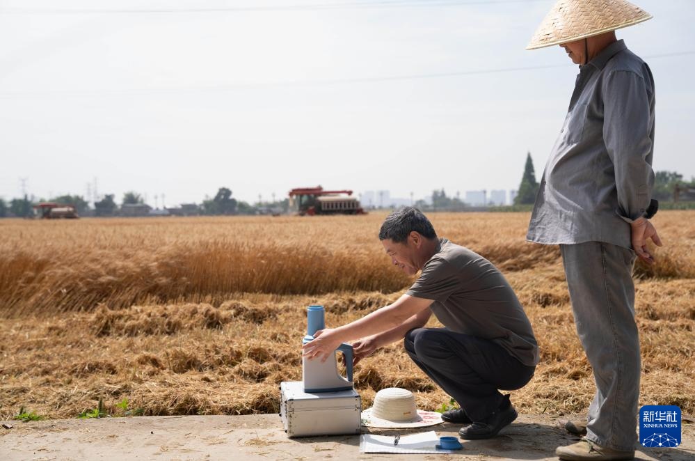 平均亩产592.6公斤!四川广汉市小麦获丰收 平均亩产592.6公斤!四川广汉市小麦获丰收