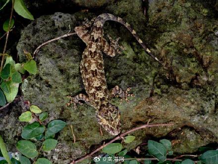 时隔百余年 海南发现壁虎属新物种 时隔百余年 海南发现壁虎属新物种