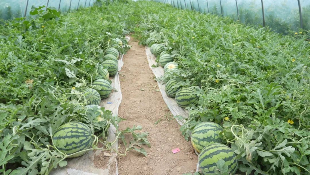 河南90后验瓜师每天拍瓜上万次，日入1600元