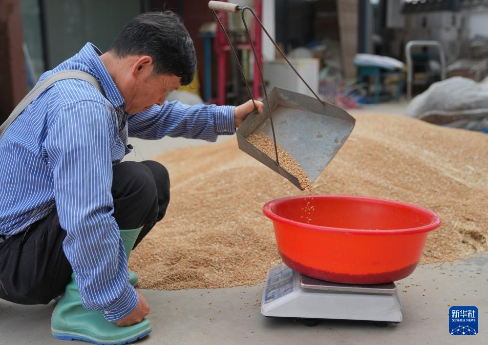 平均亩产592.6公斤!四川广汉市小麦获丰收 平均亩产592.6公斤!四川广汉市小麦获丰收