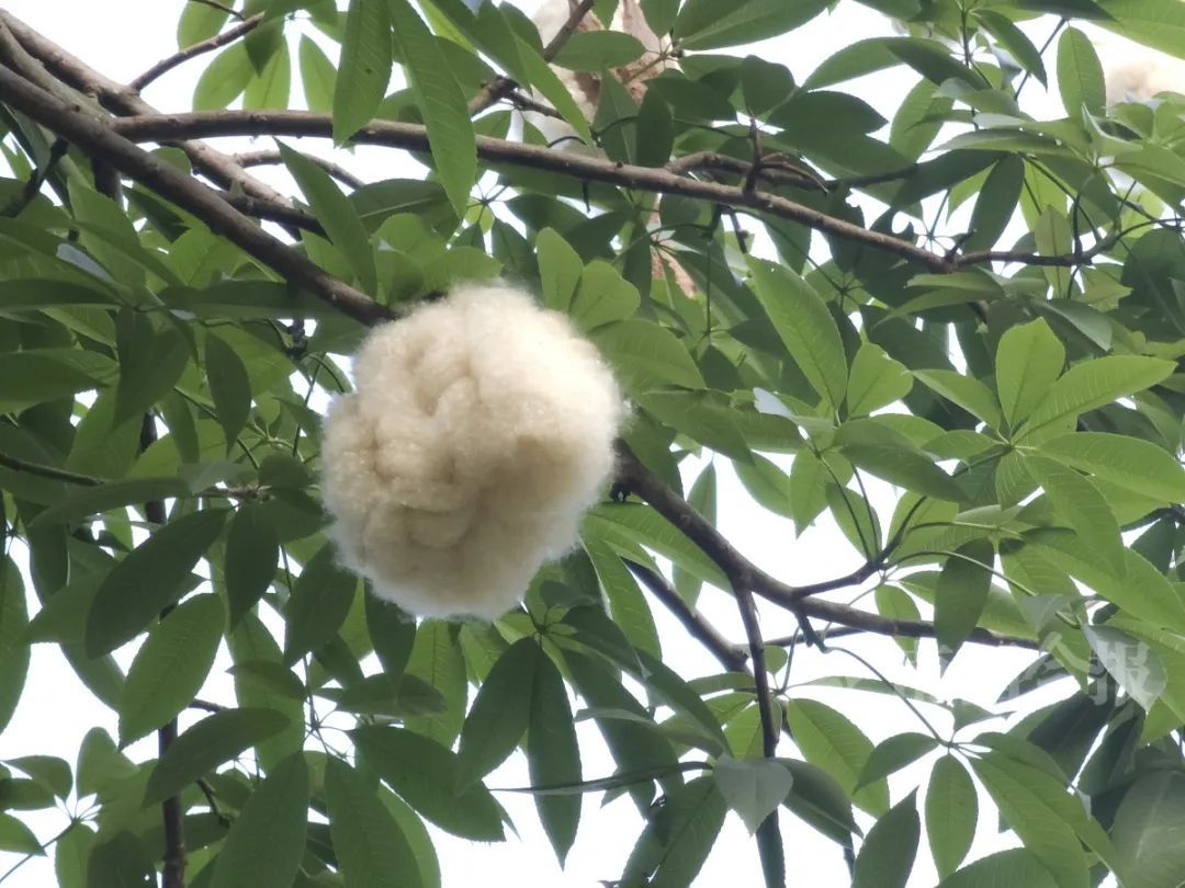 近期高发!柳州街头密密出现,不要捡! 近期高发!柳州街头密密出现,不要捡!