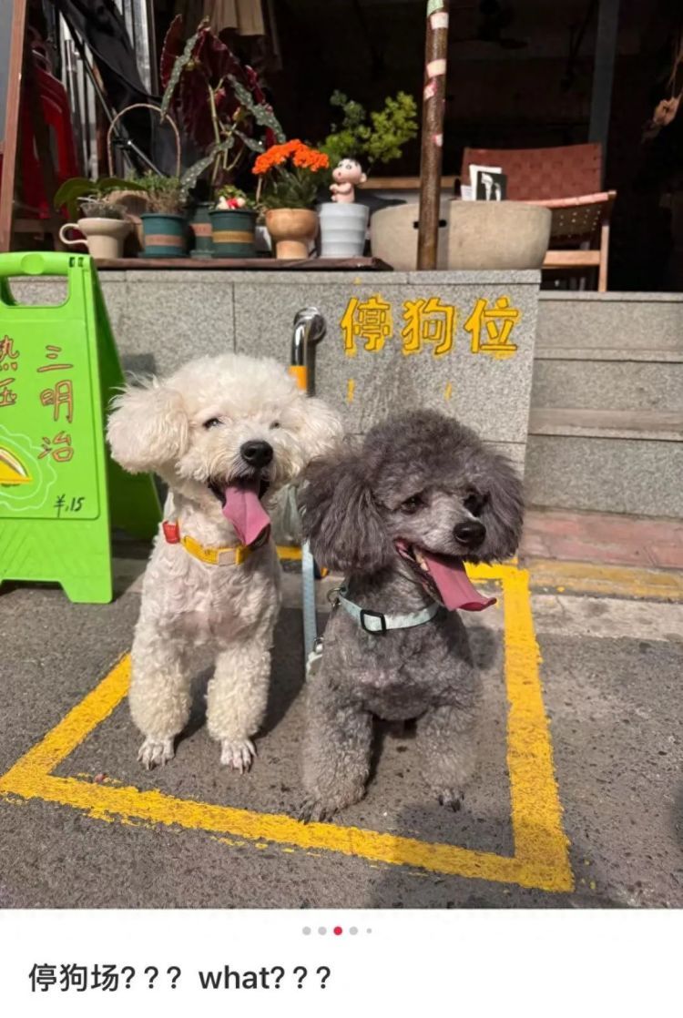 “先停狗再干饭!”武汉多个商铺现“停狗位”,商家称为吸引宠主,但有宠主表示担心 “先停狗再干饭!”武汉多个商铺现“停狗位”,商家称为吸引宠主,但有宠主表示担心