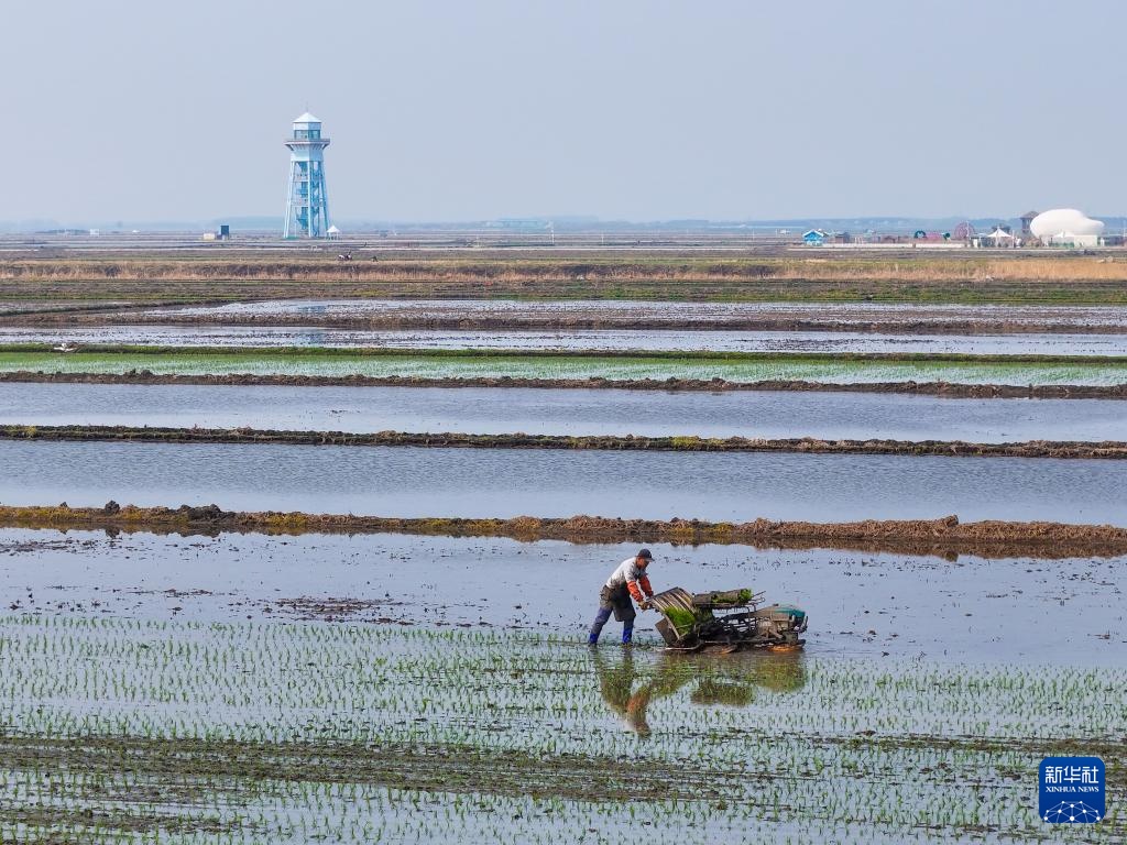 黑龙江富锦：“镜”中插秧