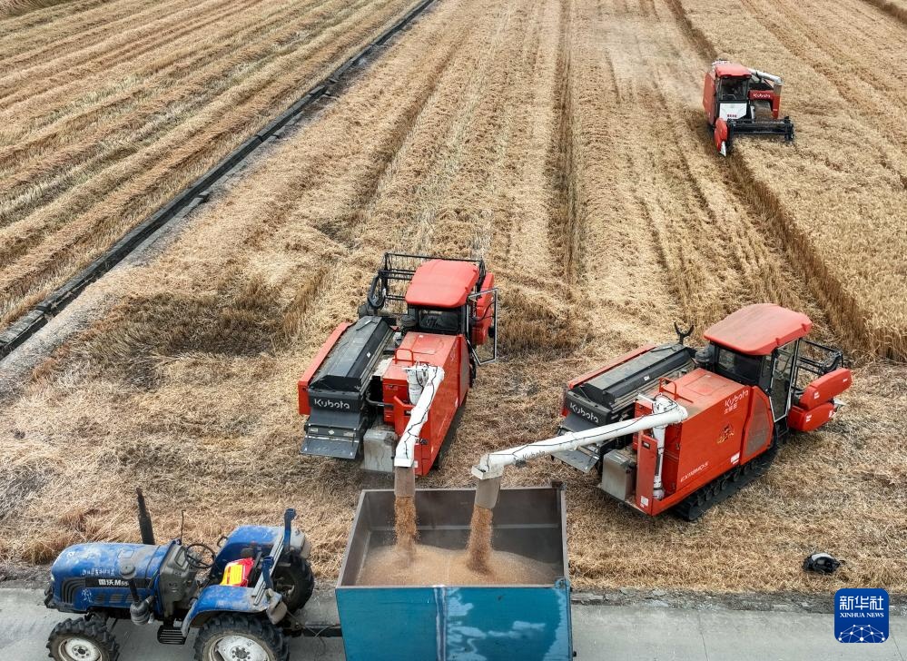 平均亩产592.6公斤!四川广汉市小麦获丰收 平均亩产592.6公斤!四川广汉市小麦获丰收