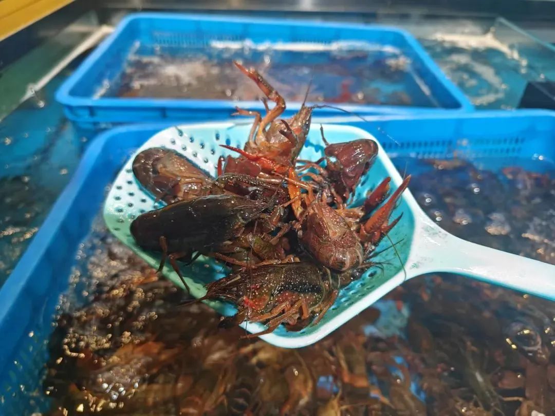 小龙虾价格暴跌近50%!还会再降 小龙虾价格暴跌近50%!还会再降