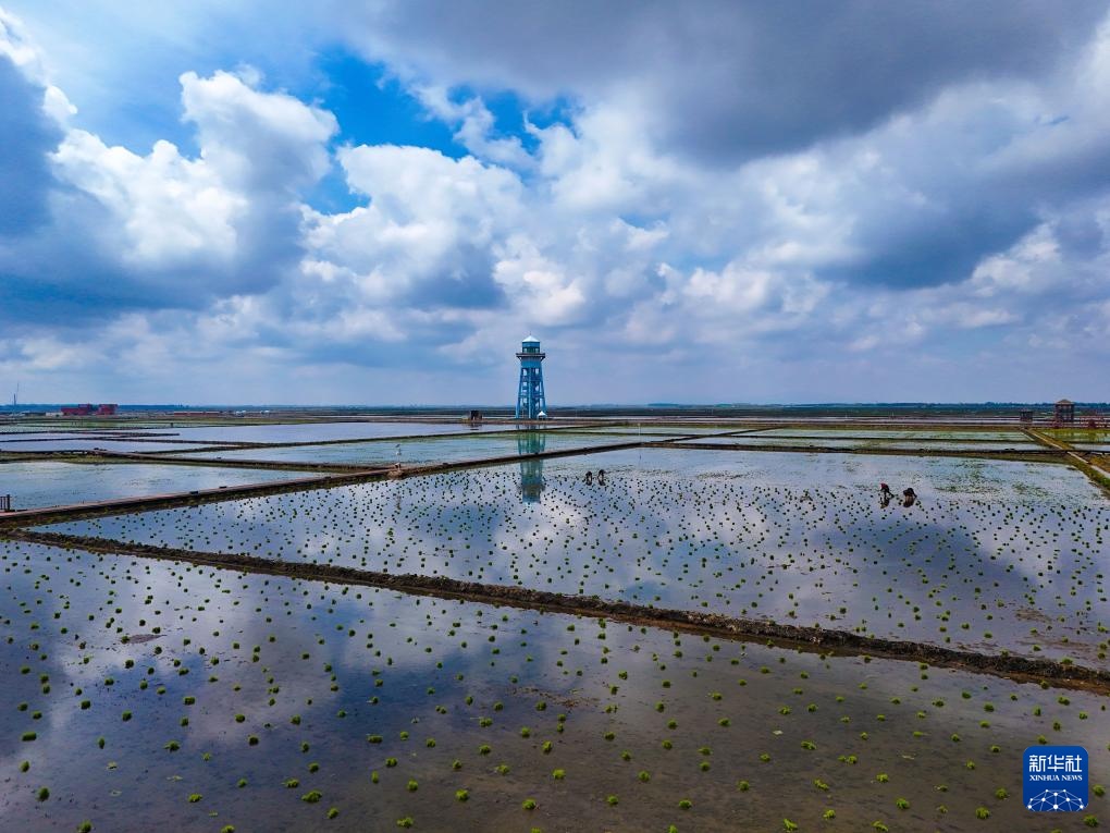 黑龙江富锦：“镜”中插秧